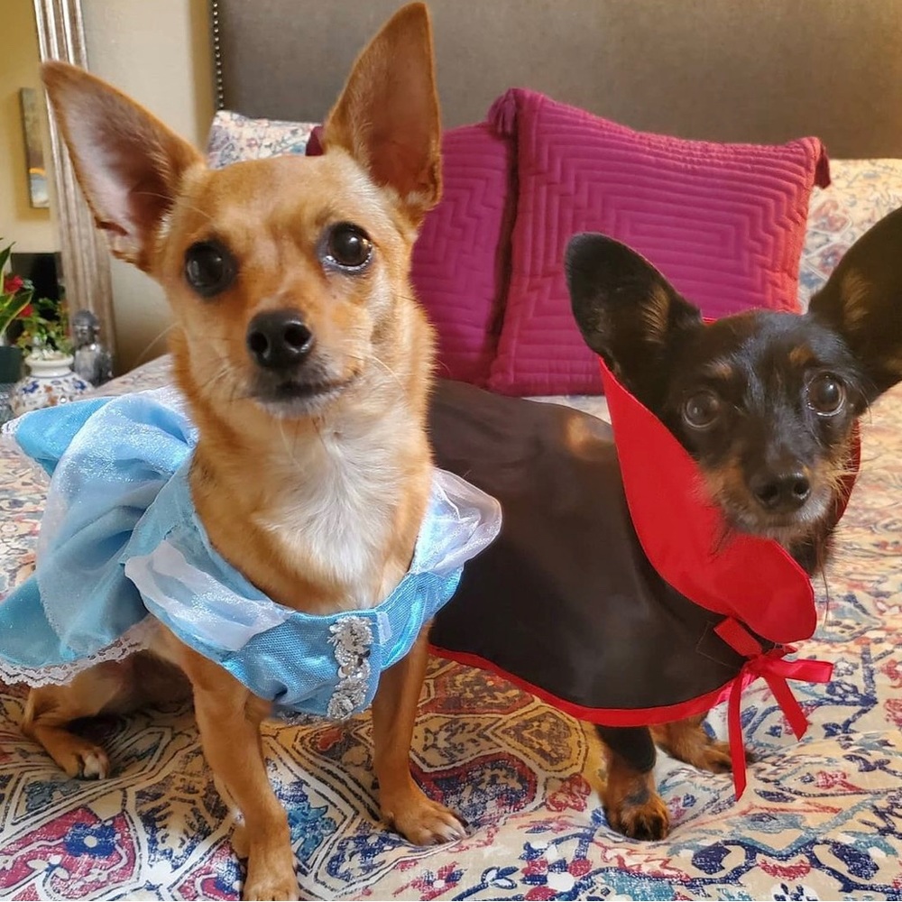 Dog Costume Vampire!